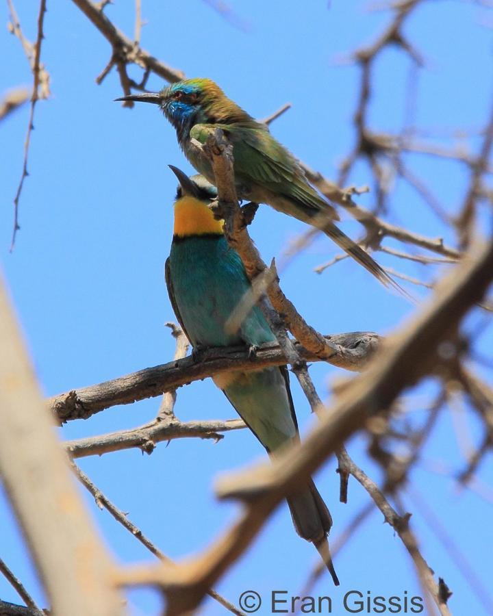 Jordan Valley Birding Lodge Kefar Ruppin 외부 사진