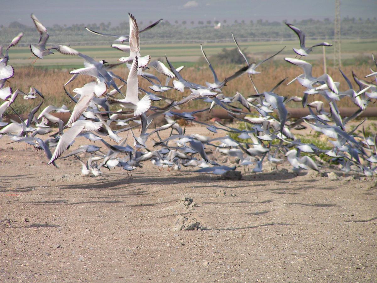 Jordan Valley Birding Lodge Kefar Ruppin 외부 사진