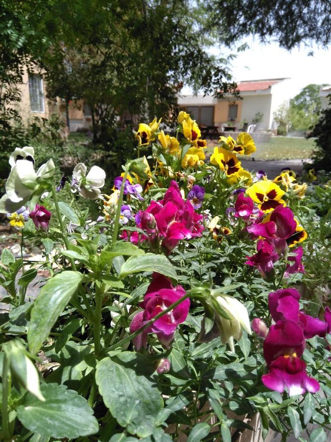 Jordan Valley Birding Lodge Kefar Ruppin 외부 사진